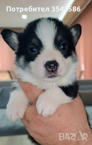 Кученца Уелско корги пембрук – приемат се резервации, снимка 6 - Други - 53220591