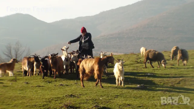 МЛАДИ КОЗИ ИЗГОДНО !!!