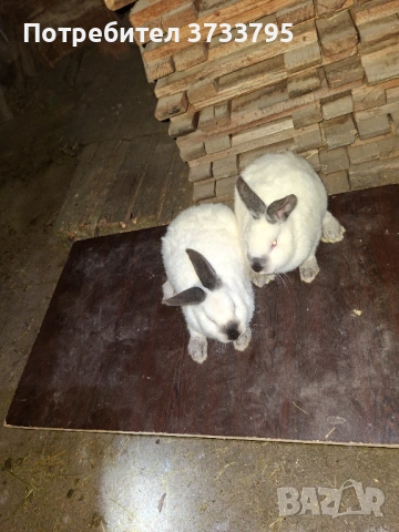 Калифорнийски зайци, снимка 5 - Други - 52656232