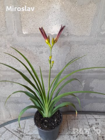 Хамерокалис (Дневна лилия), снимка 9 - Градински цветя и растения - 37211431