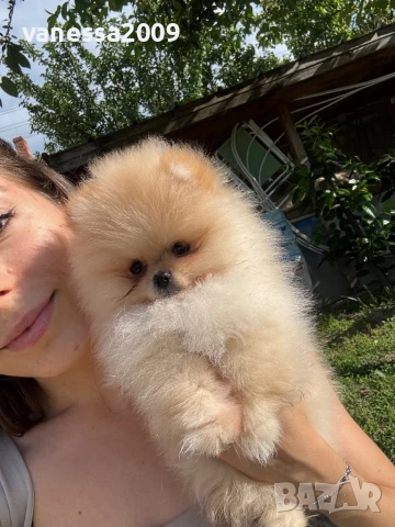 Померани , снимка 13 - Померан - 39236008