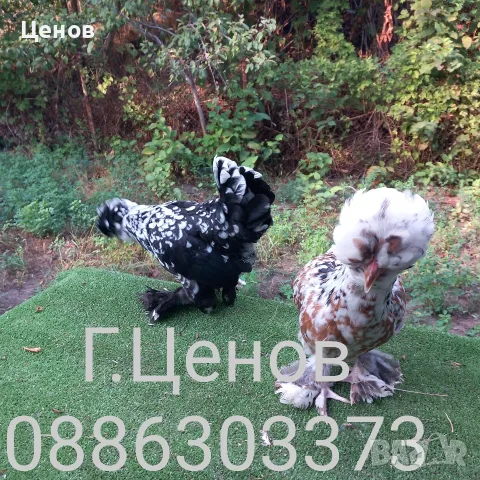 Чифтове струмски бантам, снимка 5 - други­ - 49315454