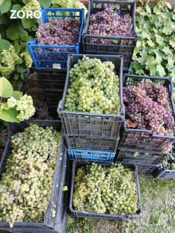 Продавам грозде за вино или ракия, снимка 4 - Домашни напитки - 56172923