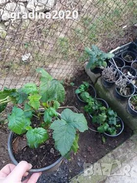 Къпина -гиганска и сладка  /Навахо , Лох нес , Арапахо , Карака Блек , Prime Ark 45)  и Астерина  , снимка 5 - Градински цветя и растения - 27586566