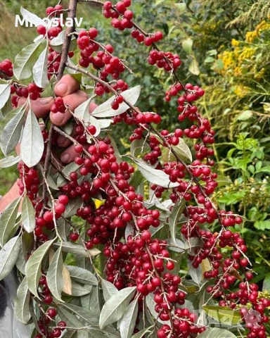 Есенна маслина , снимка 4 - Градински цветя и растения - 54244702