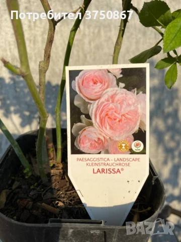 🌹 РОЗА 🌹 Larissa® rose 🌹, снимка 8 - Градински цветя и растения - 51138616