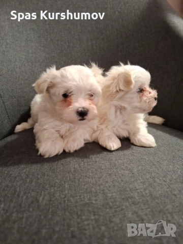 Продавам малтйска болонка, снимка 2 - Болонка - 53082970