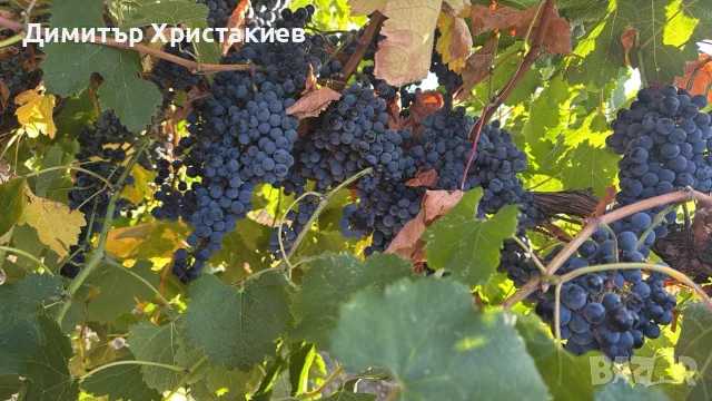 Грозде за вино и ракия мерло , снимка 4 - Други - 55722515
