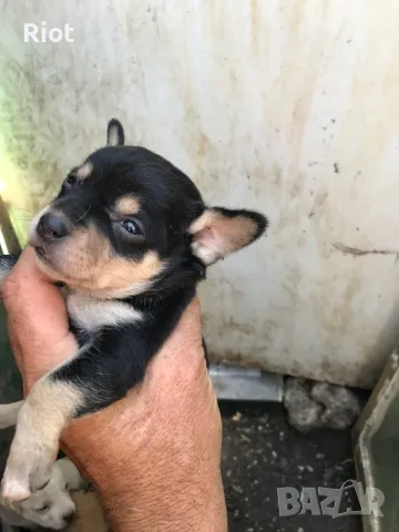 продавам малки пинчери, снимка 2 - Пинчер - 56208554