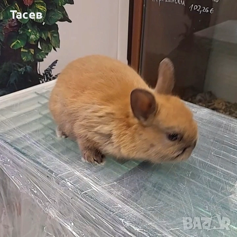 Декоративни зайчета