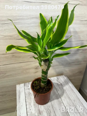 ДРАЦЕНА ФРАГРАНС