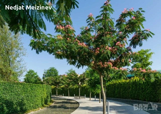 Албиция фиданки, снимка 10 - Градински цветя и растения - 52030801