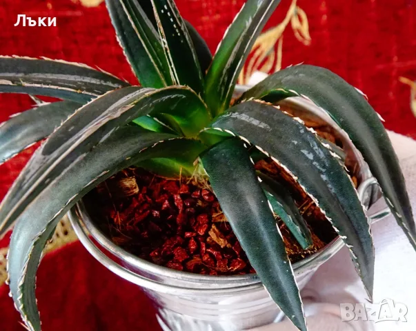 Агаве Victoriae-Reginae,метална саксия 9 см. , снимка 5 - Стайни растения - 55711014