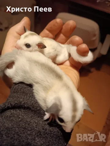 Кротки бебета захарни катерички в различни цветове - sugar glider