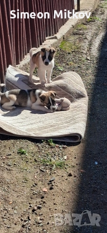 здравейте приятели продавама малки пинчери на 3 месеца с 2 ваксини мъжко и женско 