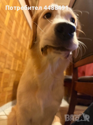 Голдън ретривър на 10 месеца