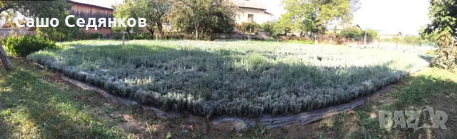 Разсад лавандула, снимка 4 - Разсади - 49030551