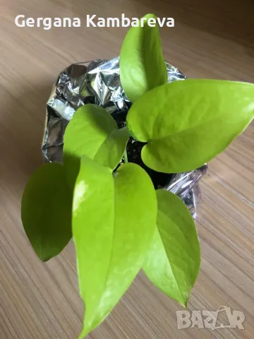 Epipremnum Neon , снимка 2 - Стайни растения - 49710360