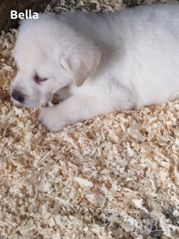 Лабрадор ретривър , снимка 4 - Лабрадор ретривър - 53119443