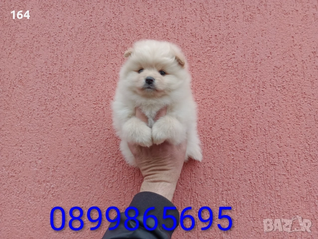 Бели и кремави Шпицлета. , снимка 2 - Померан - 53906839