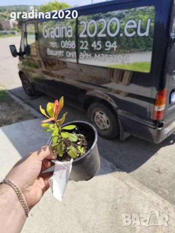 Ягодово дърво - Арбутус, снимка 6 - Градински цветя и растения - 27448713