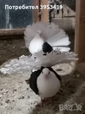 здрави птици