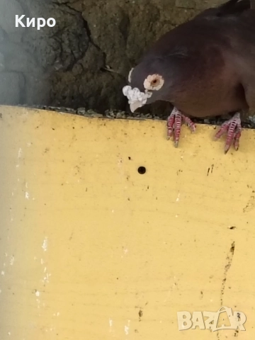 Гълъби Пощи, снимка 3 - Гълъби - 52243376