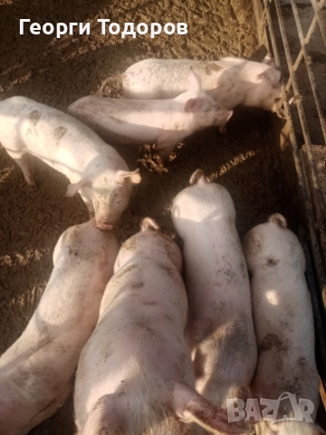 Малки прасенца , снимка 2 - Прасета - 52775067