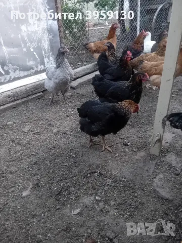 млади кокошки носачки
