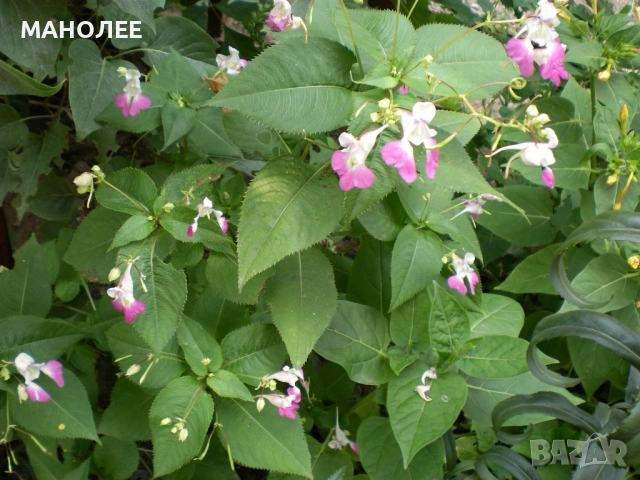 Impatiens balfourii, снимка 1