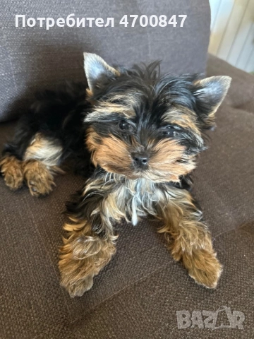 Мини йоркширски териер, снимка 2 - Йоркширски териер - 52998602