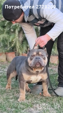 Американско Були Покет/American Bully Pocket , снимка 2 - Питбул - 52860044