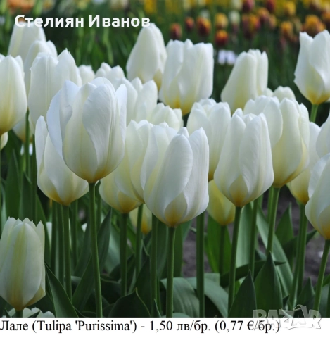 Бяло лале (Tulipa 'Purissima') – луковици