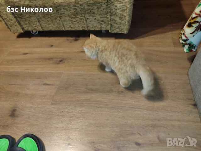 Женско екзотично персийско коте на 4 месеца., снимка 9 - Персийска - 51485263