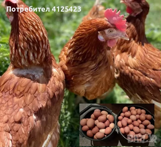 🐔Налични Носачки За Яйца 🥚