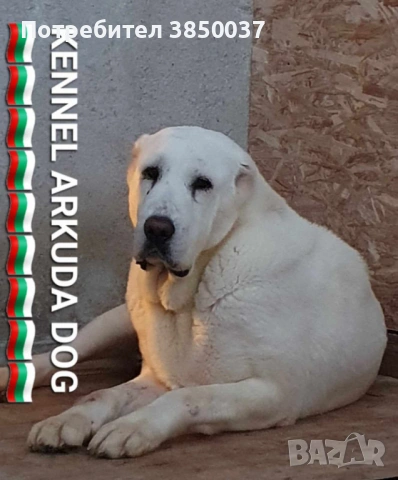 Свободна женска Алабай, снимка 4 - Алабай - 53226841