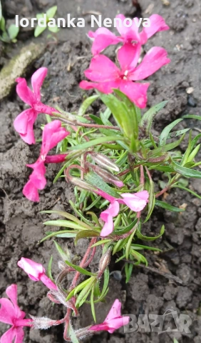 Почвопокривен ФЛОКС, снимка 4 - Градински цветя и растения - 39905801