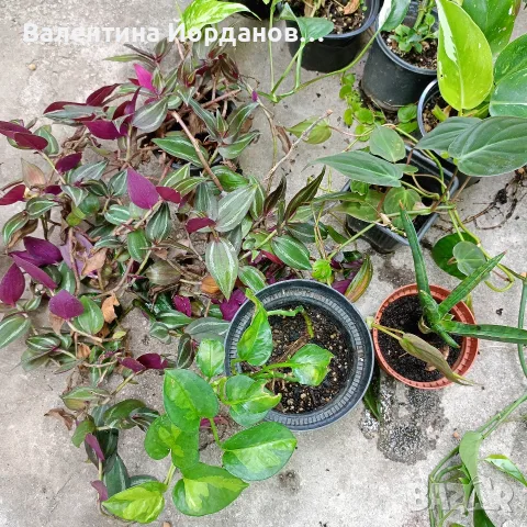 комплект 10 бр стайни цветя , снимка 2 - Стайни растения - 56204803
