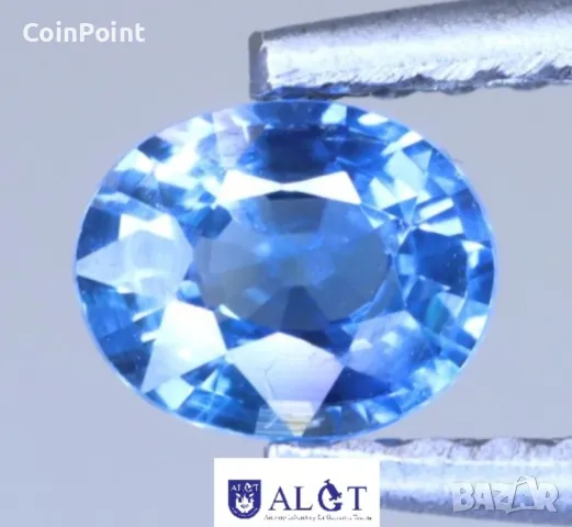 Син Сапфир с белгийски сертификат