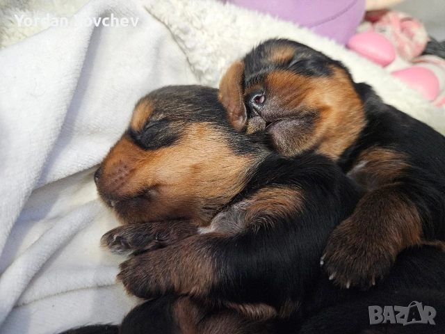 Мини Йорки, снимка 8 - Йоркширски териер - 54337040