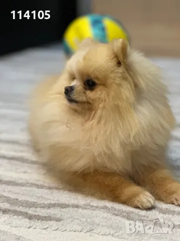 Померан мъжки, снимка 5 - Померан - 49418362