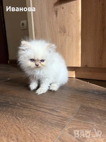 Персийско коте. , снимка 4 - Персийска - 56153471