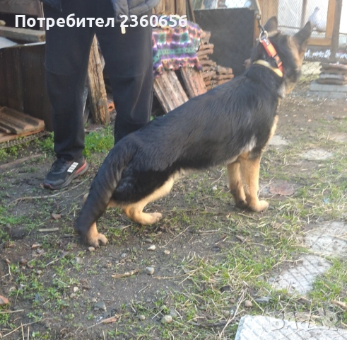 Немска овчарка, снимка 2 - Немска овчарка - 52429462