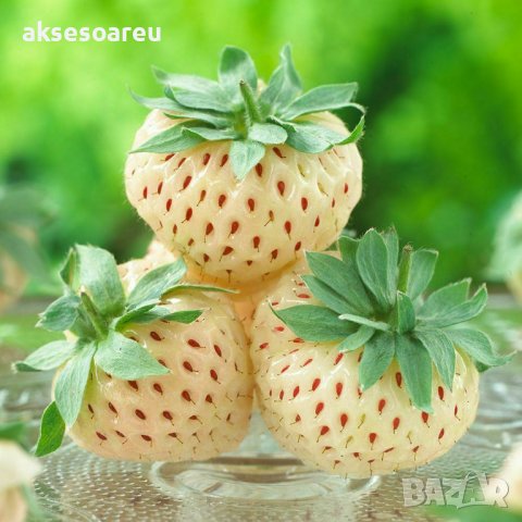 100 семена от плод бяла ягода органични плодови бели ягодови семена от вкусни ягоди отлични плодове , снимка 15 - Сортови семена и луковици - 37706682