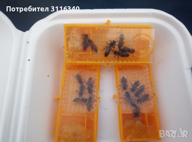 Пчелни майки - Отводки, снимка 6 - За пчели - 37024156