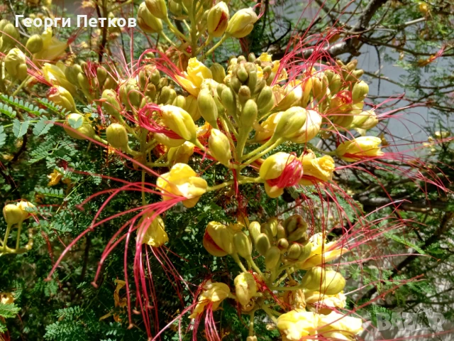 Цезалпиния - 80-90 см.