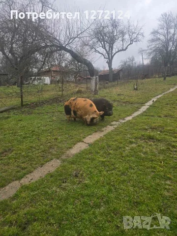 виетнамски прасенца