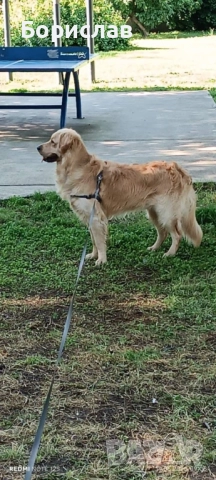 Бебета Голдън ретривър , снимка 7 - Голдън ретривър - 51928849