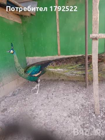 Зелен явайски паун, снимка 1