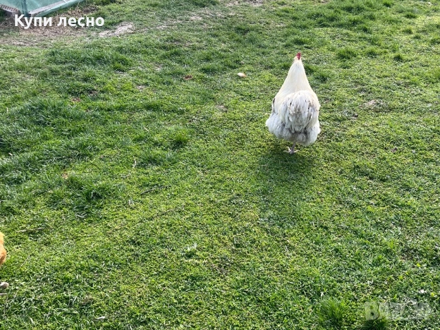 Яйца от орпингтон , снимка 4 - Кокошки и пуйки - 54006189